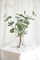 3Pcs Artificial Eucalyptus Stems in Glass Vase (Double-Sided Green Eucalyptus)